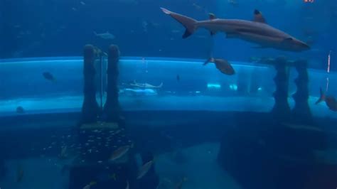 Horrifying Shark Attack Experience - Aquaventure Atlantis Dubai - YouTube