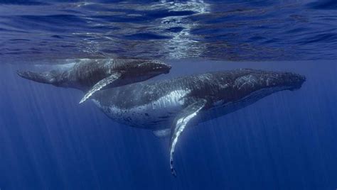 How do whales sing? Lab experiments suggest their voice boxes have unique feature
