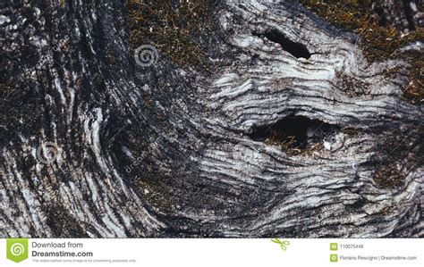 Detail of olive tree bark stock photo. Image of grove - 110075448