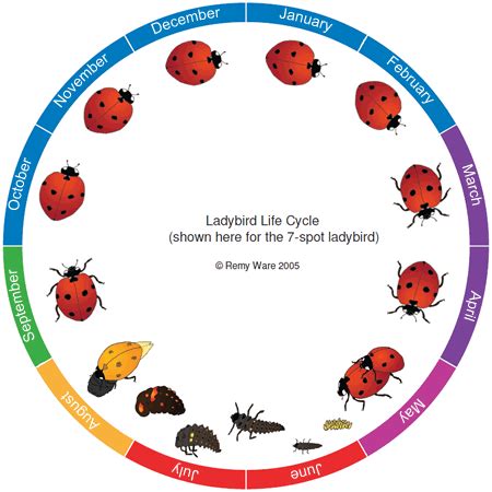 The ladybird life cycle | UK Beetle Recording