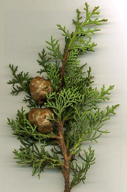 File:Med Cypress.jpg - Wikimedia Commons