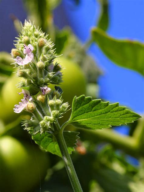 Catnip Tea Benefits ~ Healthy Tea 101