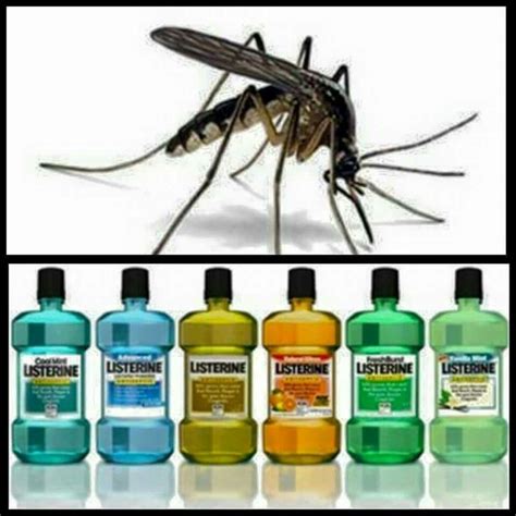 Nice to know! | Kill mosquitos, Listerine, Pest control