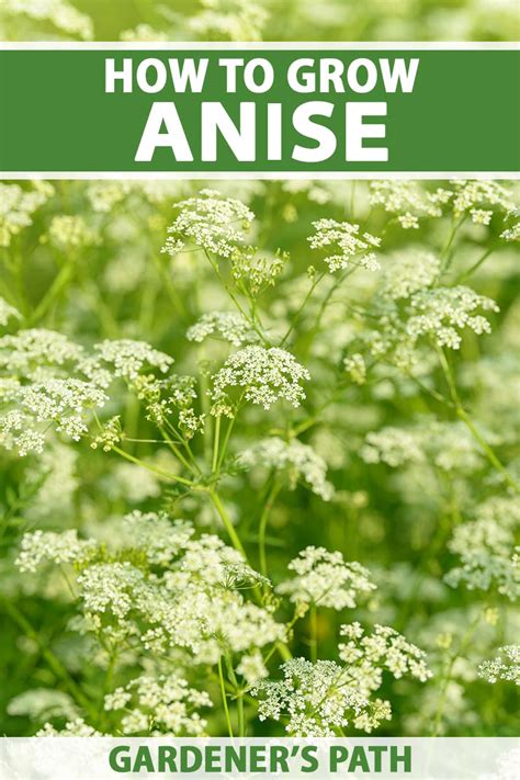 How to Plant and Grow Anise | Gardener’s Path