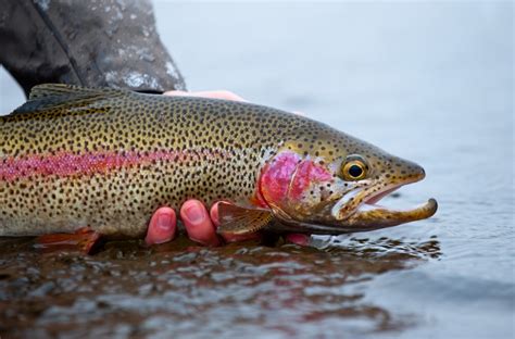 Rainbow Trout Wallpaper - WallpaperSafari