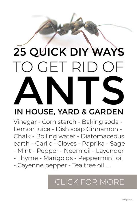 Quick DIY ways to get rid of ants in the home, yard & garden using simple non toxic ingredients ...