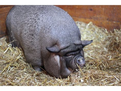 Pigging Out Puts Potbelly Pig At Nearly 200 Pounds | Dedham, MA Patch