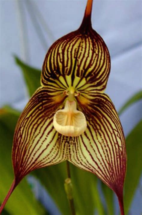 My Orchids Journal: Dracula orchid - vampira “Bela Lugosi”