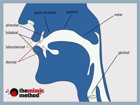 Place of Articulation Quick NavigationPlace of ArticulationBilabialLabio ...