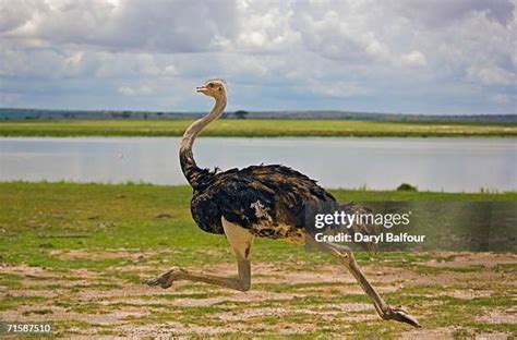 Ostrich Running Photos and Premium High Res Pictures - Getty Images