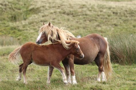 Wildlife in Wales – Animals & More - Wales.org