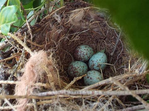 Northern Mockingbird Nesting (Behavior, Eggs, Location) | Birdfact