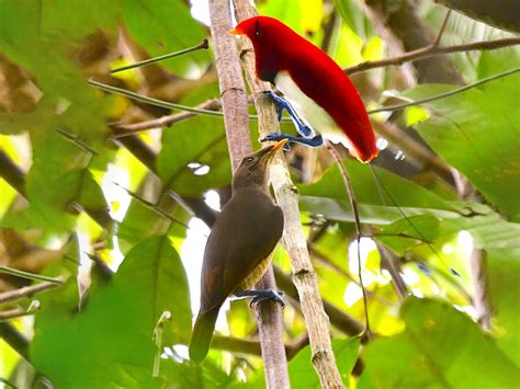 King Bird-of-Paradise - eBird