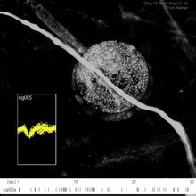 3D-Simulation of Action Potential Propagation in a Squid Giant Axon