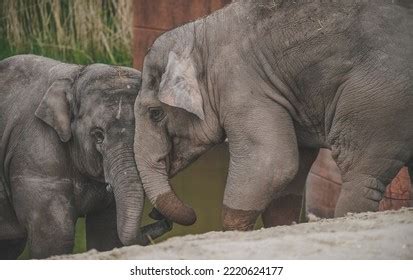 2,482 Elephant Calf Playing Images, Stock Photos & Vectors | Shutterstock