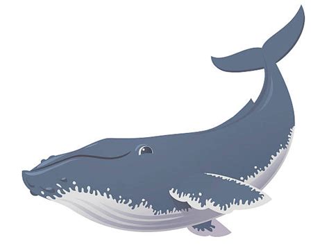 Humpback Whale Illustrations, Royalty-Free Vector Graphics & Clip Art - iStock