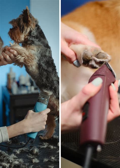 Avoid Hairy Situations With These Best Dog Clippers!