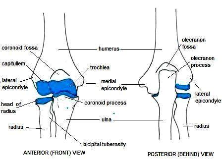 Elbow Complex Flashcards | Quizlet