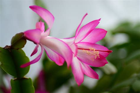 How to Care for Easter Cactus | Dengarden