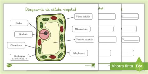 Ficha de actividad: celula vegetal dibujo (professor feito)