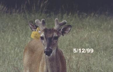 White-tailed Deer: Stages of Antler Development