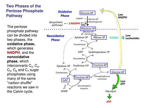 PPT - Carbohydrate Metabolism 1: Pentose Phosphate Pathway, Gluconeogenesis, Reciprocal ...