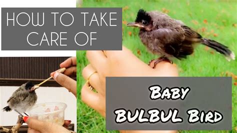 How to take care of Baby BULBUL BIRD/ How to feed Baby Bird/Bulbul bird care – HousePetsCare.com