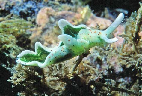 Awesome Animal - Green Sea Slug - Stan C. Smith