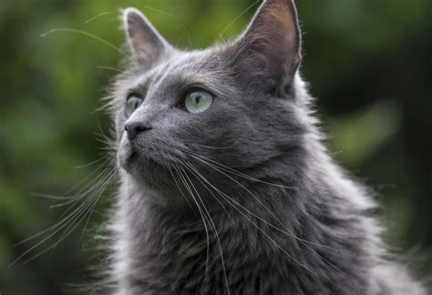 Healthiest Cat Breeds | | PetMD