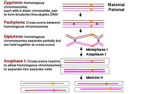 Which Diagram Represents A Pair Of Homologous Chromosomes - General ...