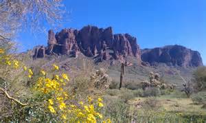 Wildflowers in the AZ desert | Twenty Fourteen