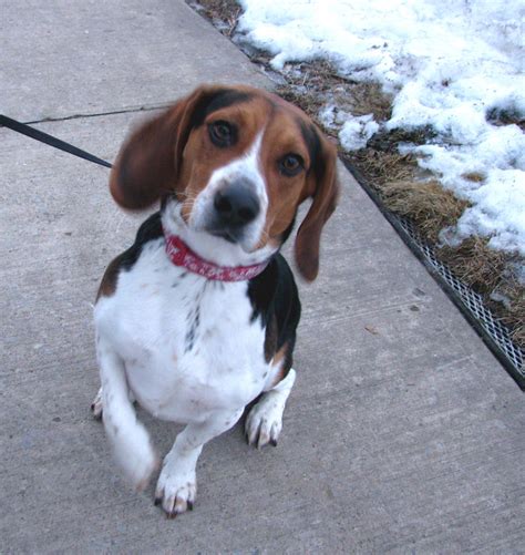 My Newest Friend Stewie From My Morning Walk | Audrey | Flickr