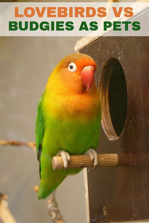 Lovebirds vs Budgies as Pets - PBS Pet Travel