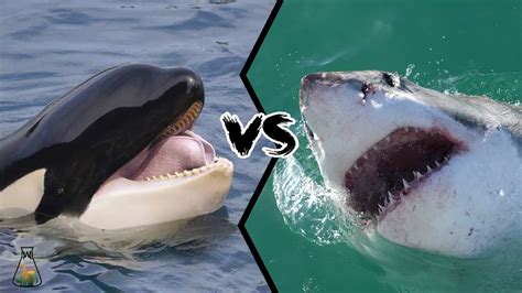 GREAT WHITE SHARK VS KILLER WHALE - Who is the real apex predator ...