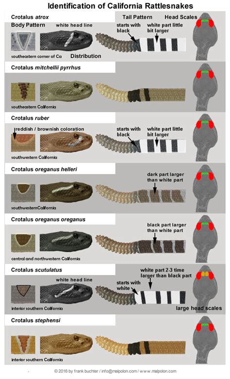 How To Identify A Baby Rattlesnake