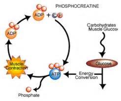 ENERGY SYSTEMS - Physiological responses to BASKETBALL