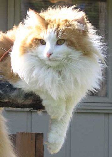 Pretty orange tabby and white norwegian forest cat | Norwegian forest cat, Pretty cats, Orange ...