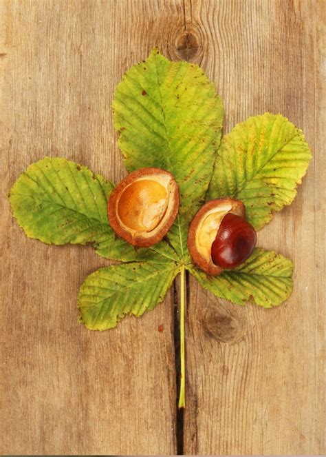 Collecting conkers and conker facts - Ribble Rivers Trust