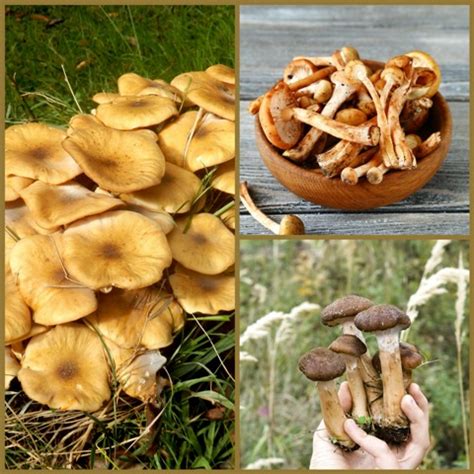 Honey Mushrooms! | Bryson Farms