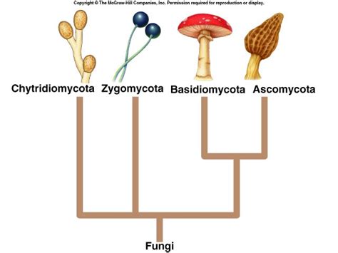 Fungi Types And Classification