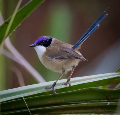 Purple-crowned Fairy-wren - AWC - Australian Wildlife Conservancy