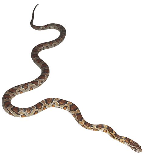 Snake Animation Desktop Wallpaper Clip art - PYTHON png download - 1493*1598 - Free Transparent ...