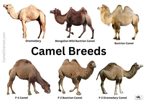 Camel Breeds and Species Explained