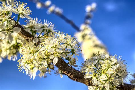 Blossom Bloom - Free photo on Pixabay