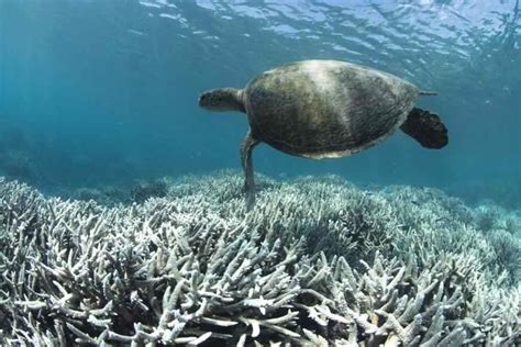 93% of Australia's Great Barrier Reef suffering from coral bleaching ...