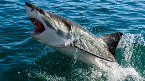 Researchers Discover Some Deep Sea Sharks are Buoyant | Mental Floss