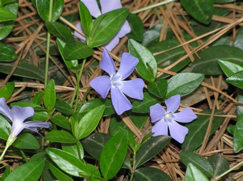 Periwinkle | Home & Garden Information Center