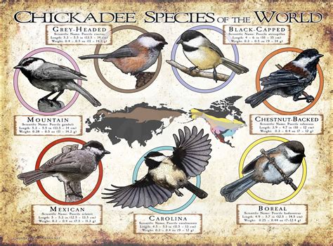 Chickadee Species of the World Poster Print