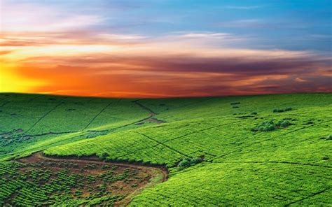 Green Pastures Wallpapers - 4k, HD Green Pastures Backgrounds on WallpaperBat