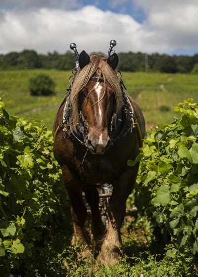 Burgundy : Wine Tasting Tours in Burgundy | Authentica Tours